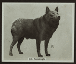 Ch. Kensknight.