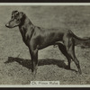 Ch. Prince Rufus.
