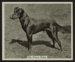 Ch. Prince Rufus.