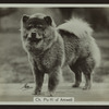 Ch. Pu-Yi of Amwell.