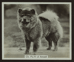 Ch. Pu-Yi of Amwell.