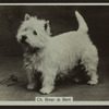 Ch. Brean de Berri.