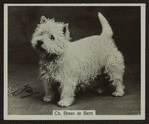 Ch. Brean de Berri.