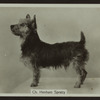 Ch. Henham Spratty.