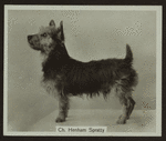 Ch. Henham Spratty.