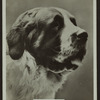 Rufus of St. Olan.