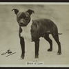 Brock of Looe.