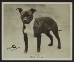 Brock of Looe.