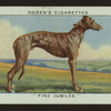 Fine Jubilee.
