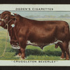 Cruggleton Beverley.