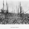 Cotton field.