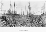 Cotton field.