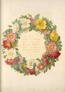 Les roses