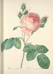 Rosa Centifolia; Rosier de Provence (syn.)