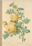 Rosa Sulfurea; Rosier a fleurs jaune soufre (syn)