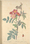 Rosa Rubrifolia; Rosier a feuilles rougeatres (syn)