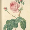 Rosa Centifolia Bullata; Rosier a feuilles de Laitue (syn)