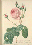 Rosa Centifolia Bullata; Rosier a feuilles de Laitue (syn)