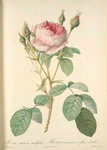 Rosa Muscosa Multiplex; Rosier mousseux a fleurs doubles (syn)