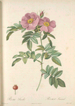 Rosa Lucida; Rosier a feuilles luisantes