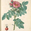 Rosa Kamtschatica; Rosier a feuilles rugueuses
