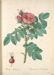 Rosa Kamtschatica; Rosier a feuilles rugueuses