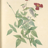 Rosa Indica; Rosier mensuel ; Rosier du Bengale