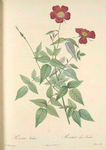 Rosa Indica; Rosier mensuel ; Rosier du Bengale