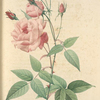 Rosa Indica Vulgaris; Rosier de Chine 'Old Blush China'