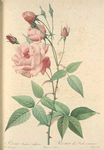 Rosa Indica Vulgaris; Rosier de Chine 'Old Blush China'