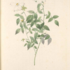Rosa Indica Acuminata; Rosier nain du Bengale