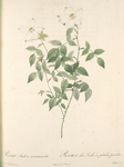 Rosa Indica Acuminata; Rosier nain du Bengale