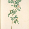 Rosa Montezuma; Rosier de Montezuma (syn)