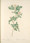 Rosa Montezuma; Rosier de Montezuma (syn)