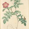 Rosa Alpina Pendulina; Eglantier des Alpes