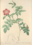 Rosa Alpina Pendulina; Eglantier des Alpes