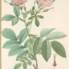 Rosa Alpina Laevis; Rosier a feuilles de frene