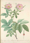 Rosa Alpina Laevis; Rosier a feuilles de frene