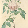 Rosa Indica Fragrans; Rosier des Indes odorant