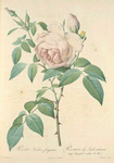 Rosa Indica Fragrans; Rosier des Indes odorant