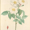Rosa Damascena Subalba; Rosier de Damas 'Petale teinte de rose'