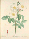 Rosa Damascena Subalba; Rosier de Damas 'Petale teinte de rose'