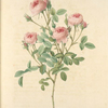 Rosa Pomponia; Rosier Pompon 'De Meaux'