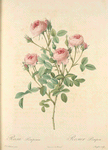 Rosa Pomponia; Rosier Pompon 'De Meaux'