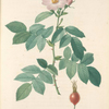 Rosa Villosa Pomifera; Rosier pomme