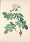 Rosa Villosa Pomifera; Rosier pomme