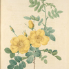 Rosa Eglanteria; Rosier fetide