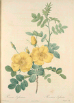 Rosa Eglanteria; Rosier fetide