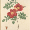 Rosa Eglanteria Var.Punicea; Rosier Capucine