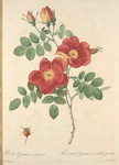 Rosa Eglanteria Var.Punicea; Rosier Capucine